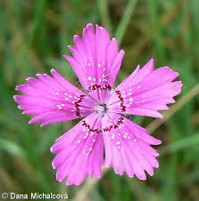 Attēlu rezultāti vaicājumam “Dianthus deltoides”