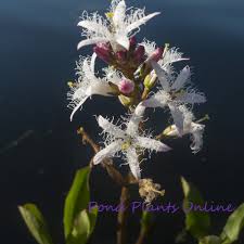 Attēlu rezultāti vaicājumam “Menyanthes trifoliata”