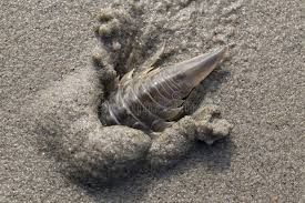 Attēlu rezultāti vaicājumam “Saduria entomon”