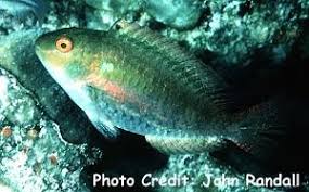Image result for Sparisoma aurofrenatum