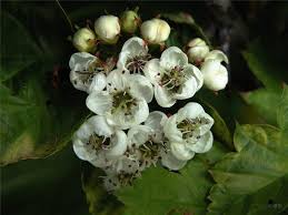 Attēlu rezultāti vaicājumam “Crataegus chlorosarca”