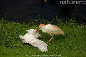 Attēlu rezultāti vaicājumam “Bubulcus ibis”