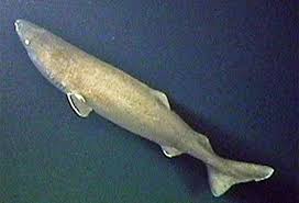 Image result for Somniosus pacificus