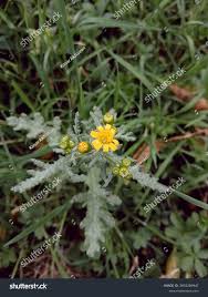 Attēlu rezultāti vaicājumam “Senecio vernalis leaf”