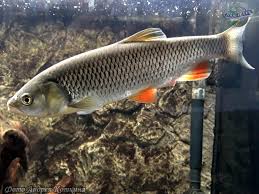 Image result for Squalius cephalus