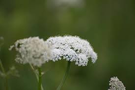 Attēlu rezultāti vaicājumam “Pimpinella saxifraga flower”