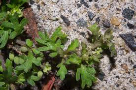 Attēlu rezultāti vaicājumam “Didymium verrucisporum stalked”