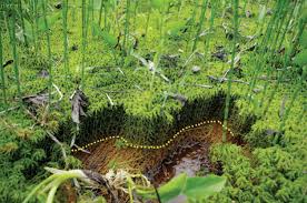 Attēlu rezultāti vaicājumam “Sphagnum riparium”