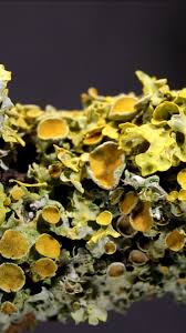 Attēlu rezultāti vaicājumam “Bryum funkii macro”