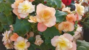 Image result for Бегония Элатиор 12х22 4601887072423