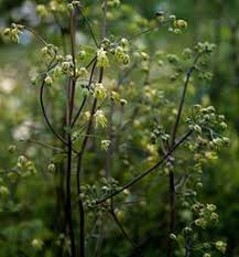 Attēlu rezultāti vaicājumam “Thalictrum minus”