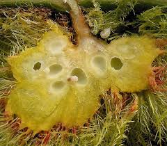 Attēlu rezultāti vaicājumam “Diplolepis rosae”