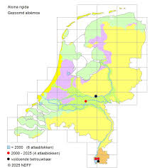 Attēlu rezultāti vaicājumam “Aloina rigida”
