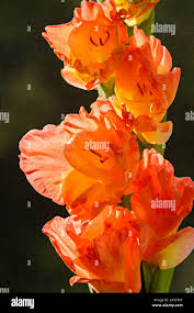 Attēlu rezultāti vaicājumam “Gladiolus imbricatus flower”