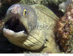 Image result for Gymnothorax vicinus
