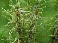 Attēlu rezultāti vaicājumam “Dicranum polysetum sporophyte”