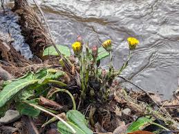 Attēlu rezultāti vaicājumam “Conocephalum salebrosum sporophyte”