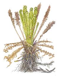 Attēlu rezultāti vaicājumam “Matteuccia struthiopteris”