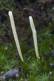 Attēlu rezultāti vaicājumam “Clavaria argillacea”