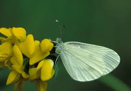 Attēlu rezultāti vaicājumam “Leptidea sinapis”