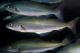 Image result for Pollachius virens