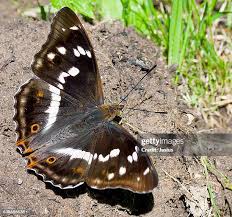 Attēlu rezultāti vaicājumam “Apatura iris female”