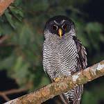 Attēlu rezultāti vaicājumam “Strix aluco female”