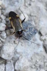 Attēlu rezultāti vaicājumam “Adelphocoris seticornis”