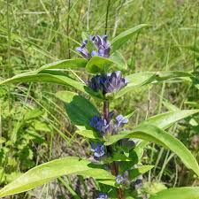 Attēlu rezultāti vaicājumam “Gentiana cruciata bud”