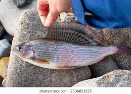 Image result for Thymallus thymallus