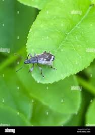 Attēlu rezultāti vaicājumam “Polydrusus tereticollis”