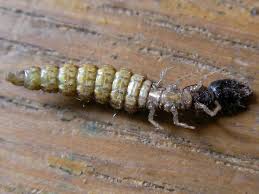 Attēlu rezultāti vaicājumam “Raphidia larva”