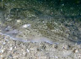 Image result for Raja montagui