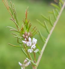 Attēlu rezultāti vaicājumam “Vicia hirsuta flower”