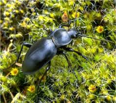 Attēlu rezultāti vaicājumam “Carabus glabratus”