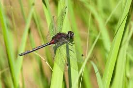 Attēlu rezultāti vaicājumam “Leucorrhinia dubia male”