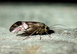 Attēlu rezultāti vaicājumam “Metylophorus nebulosus”