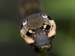 Attēlu rezultāti vaicājumam “Deilephila elpenor larva”