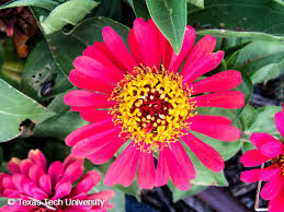 Image result for Zinnia violacea