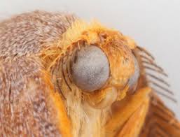 Attēlu rezultāti vaicājumam “Watsonalla binaria”