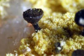 Attēlu rezultāti vaicājumam “Calicium adspersum”