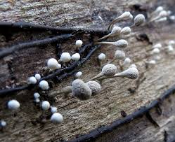 Attēlu rezultāti vaicājumam “Phleogena faginea sessile”