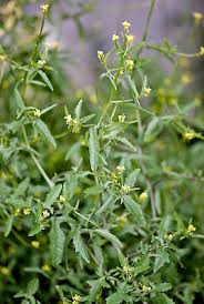 Attēlu rezultāti vaicājumam “Sisymbrium volgense”