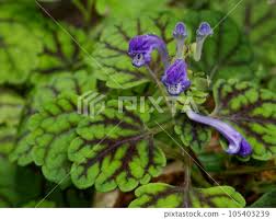 Attēlu rezultāti vaicājumam “Labiatae”