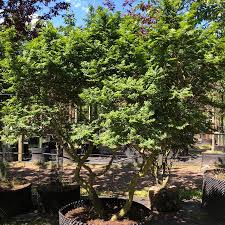 Attēlu rezultāti vaicājumam “Ulmus x hollandica”