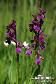 Attēlu rezultāti vaicājumam “Orchis morio”