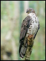 Attēlu rezultāti vaicājumam “Pernis apivorus”