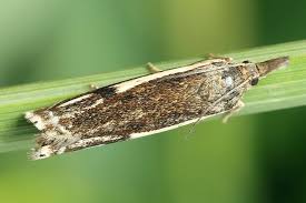 Attēlu rezultāti vaicājumam “Crambus heringiellus”