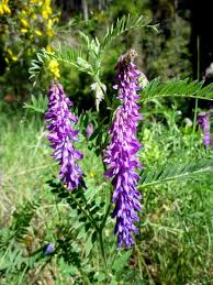 Attēlu rezultāti vaicājumam “Vicia cracca”