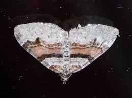 Attēlu rezultāti vaicājumam “Xanthorhoe designata”